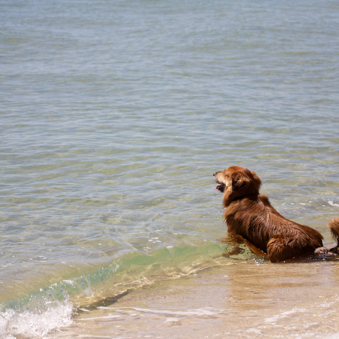Spoke contemplates the seemingly endless water.