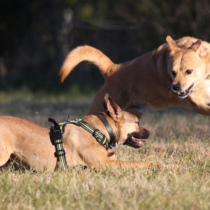August and Horton have some good moves!