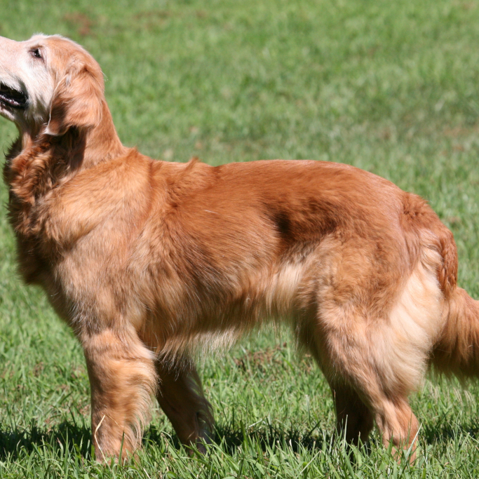 Dottie pauses for a fine moment in the field.