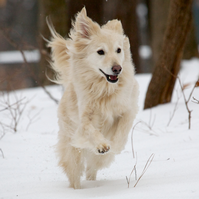 Barrington races through the snowy woods.